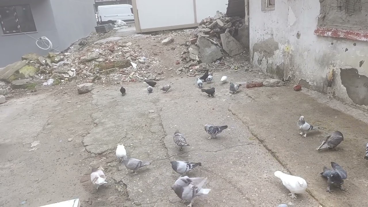 #KUŞLARDÜNYASI
