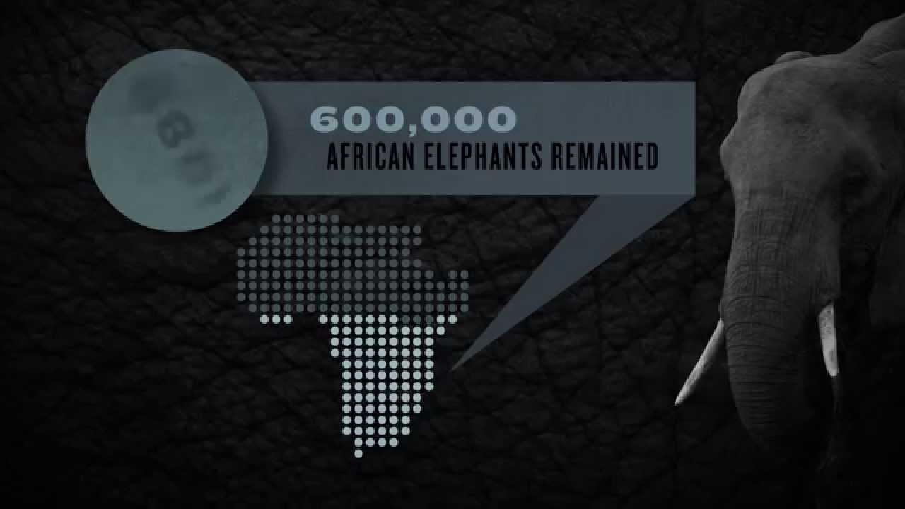 Elephant Infographic (English)