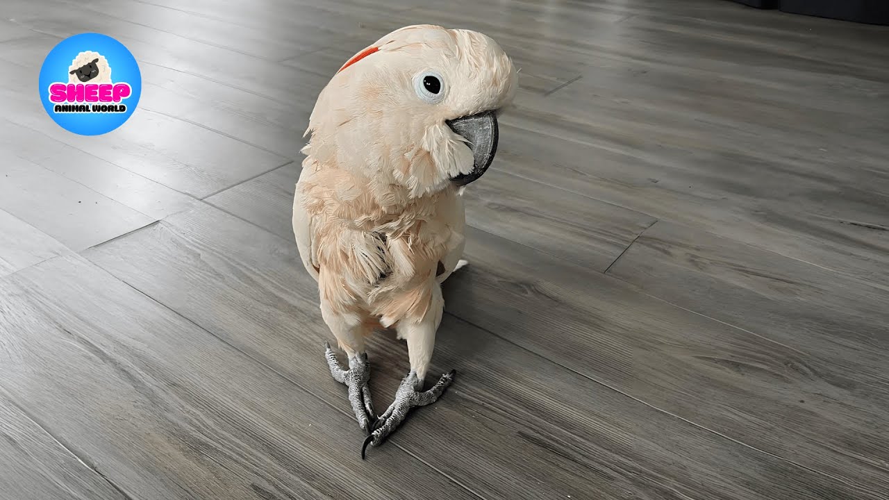 I Adopted a Cockatoo from a Rescue — Now He Sings to Me Every Day