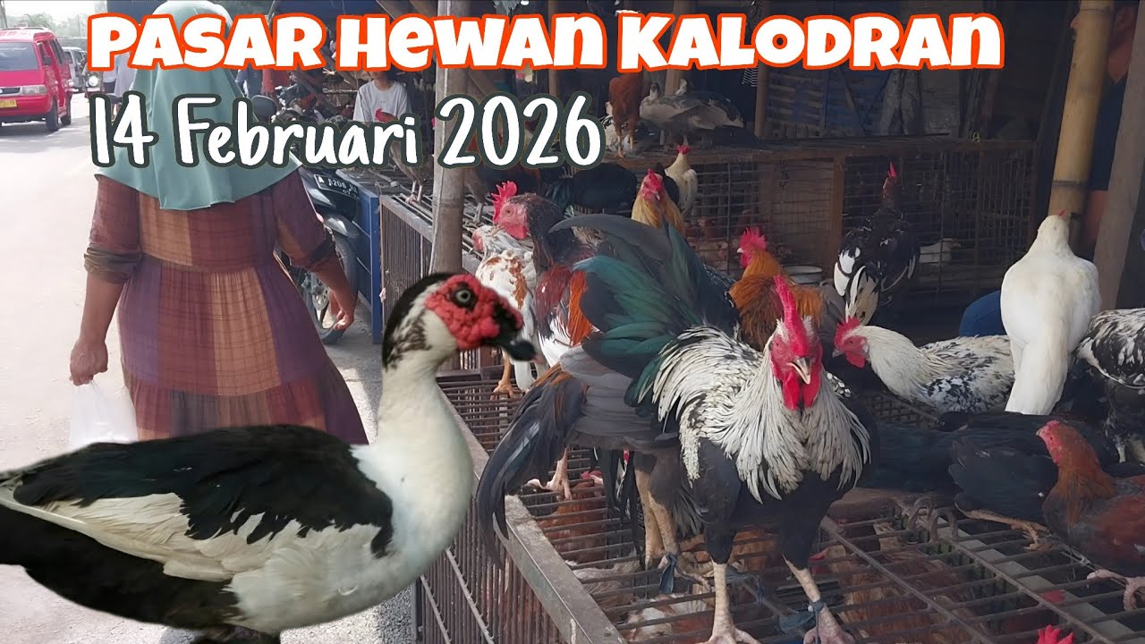 Jago Mulai 85K! Update Terbaru Harga Ayam Kampung,Entok & Bebek Di Ps Hewan Kalodran Kota Serang