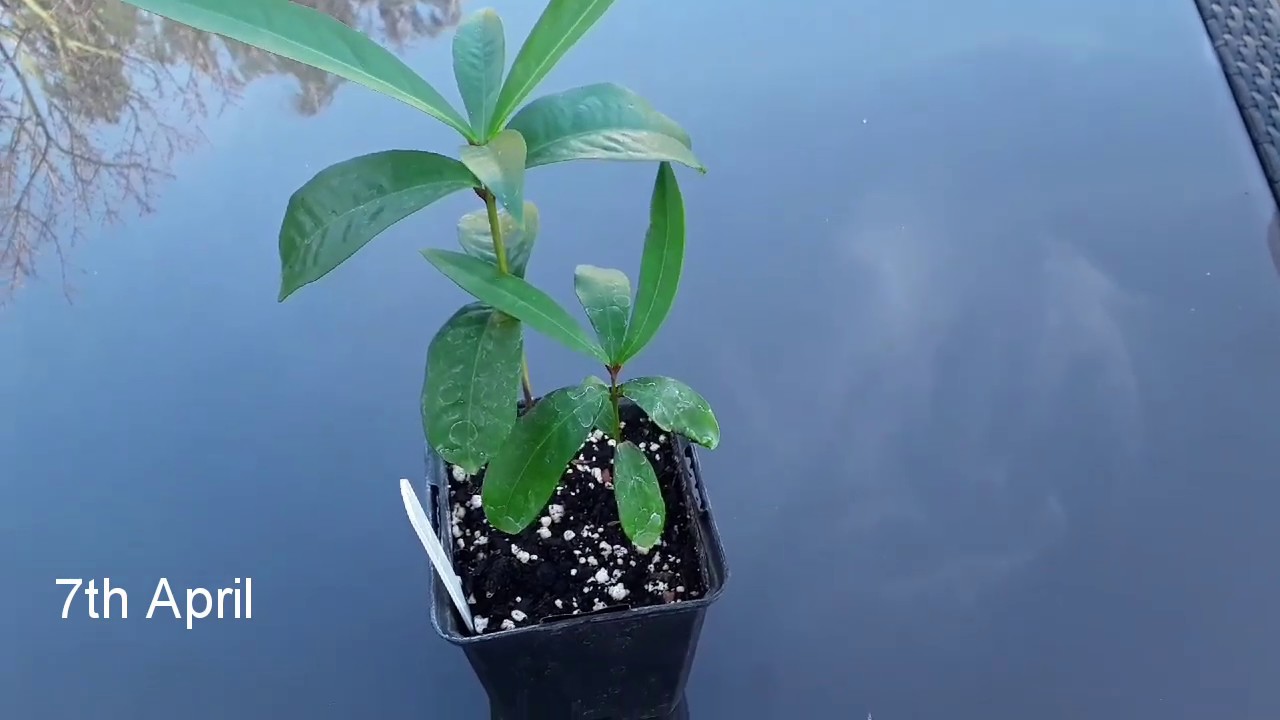 Wax apple seedling update UK / wax apple / java apple , Syzyngium Samarangense
