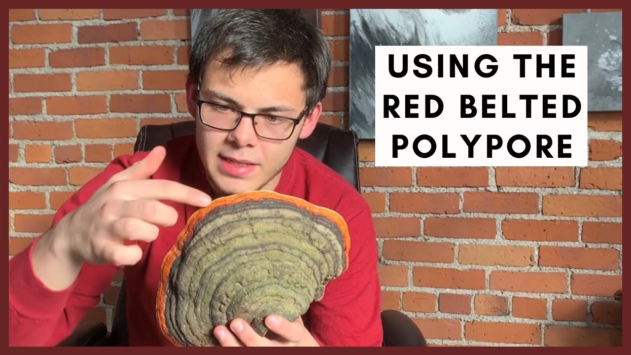 Brewing Tea from the Wild Red Belted Polypore (Fomitopsis pinicola)