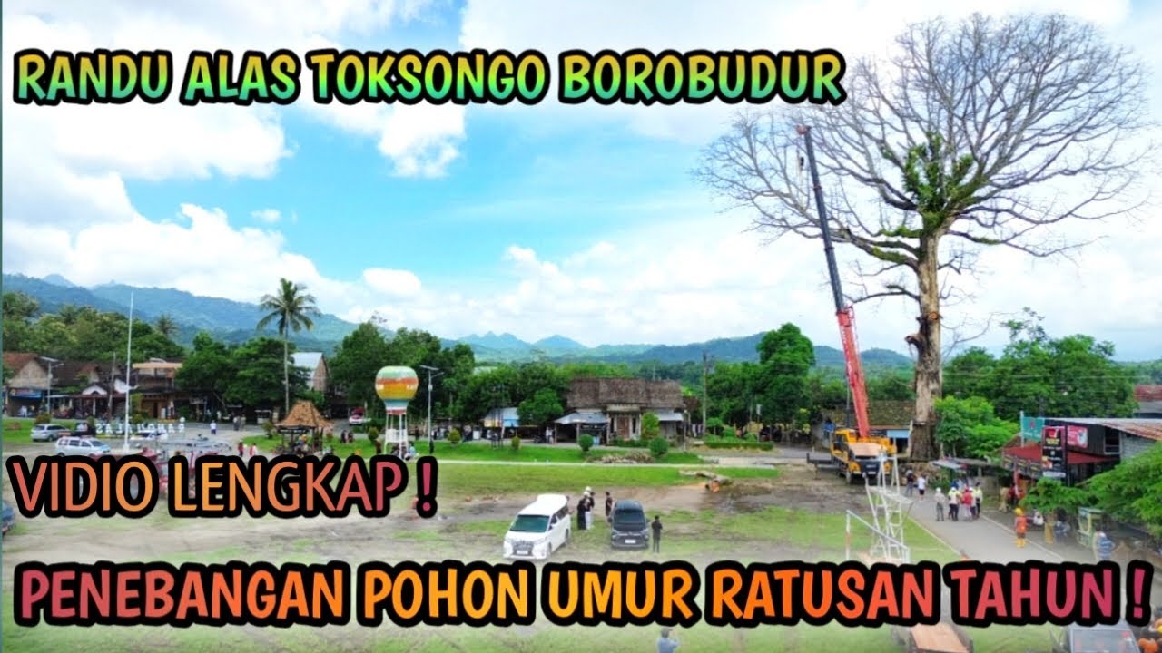 PROSES PENEBANGAN POHON RANDU ALAS DESA TOKSONGO BOROBUDUR 