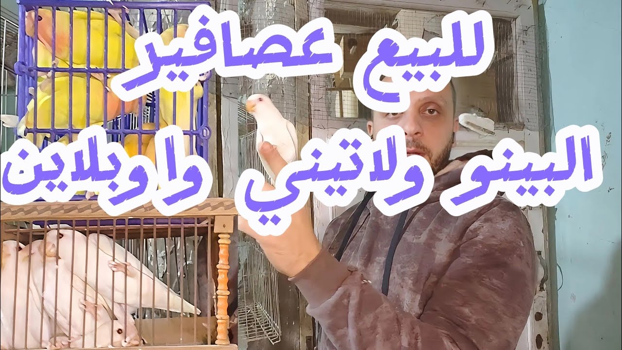 عصافير للبيع  باقل من سعر السوق 
