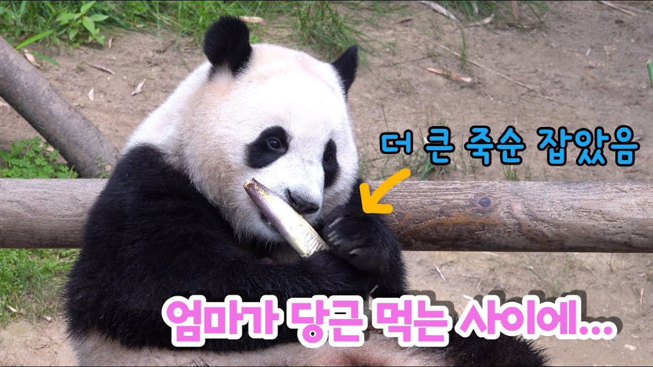 ★에버랜드 판다월드★ 이힛 내가 더 큰 거 먹을거야 앙! 엄마보다 더 큰 죽순 물고 좋아하는 아기판다 푸바오 (하지만 곧바로 엄마가...) Baby Panda Fu Bao