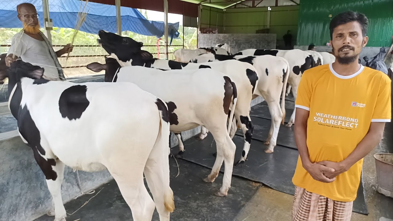 মাত্র ২ হাজার টাকা লাভে সেরা হলেস্টিয়ান ফ্রিজিয়ান বকনা কিনুন খামার থেকে 