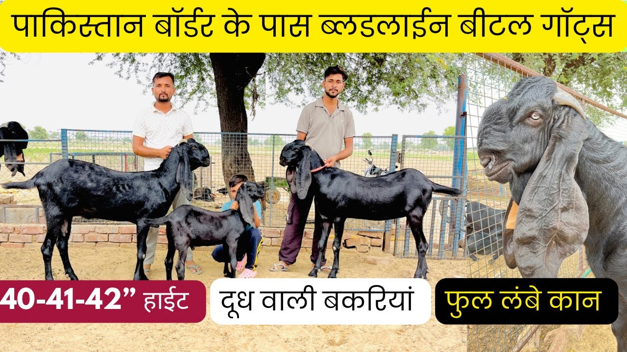 पाकिस्तान बॉर्डर के समीप ब्लडलाईन बेमिसाल बीटल बकरे बकरियाँ का फार्म गंगानगर जिले में #bloodlinegoat