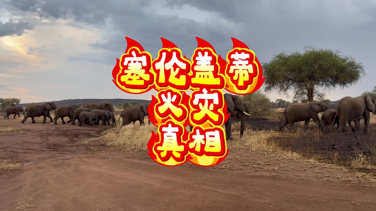 你以为草原着火是灾难？塞伦盖蒂向导告诉你真相