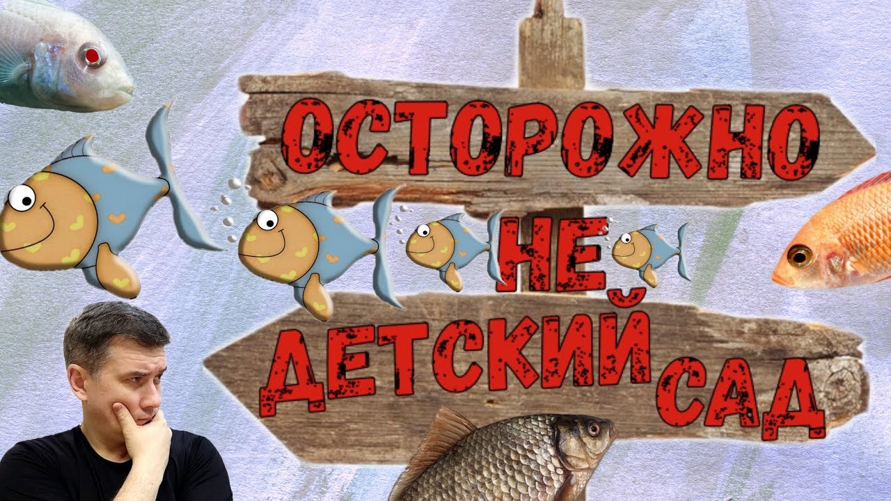 ОСТОРОЖНО .... НЕ детский сад. /Аулонокары / Лабидохромис Еллоу / Малек / Икра /
