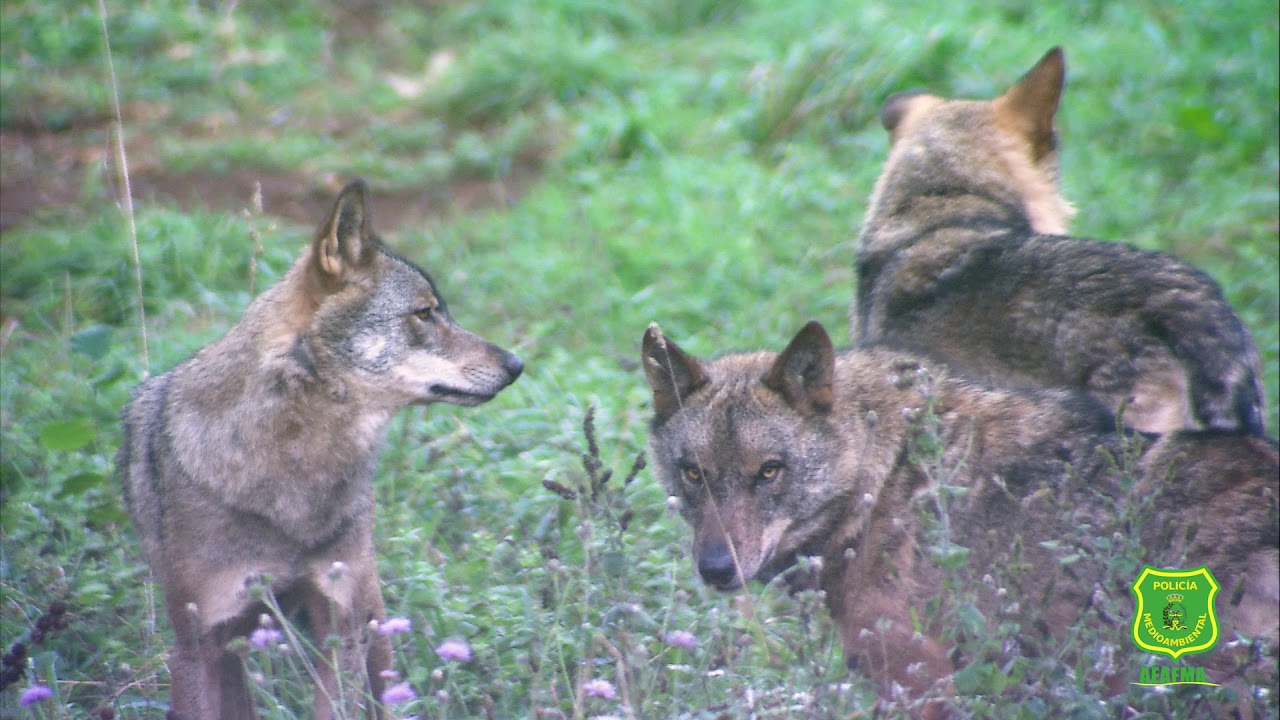 Biodiversidad. Control de especies invasoras y protegidas