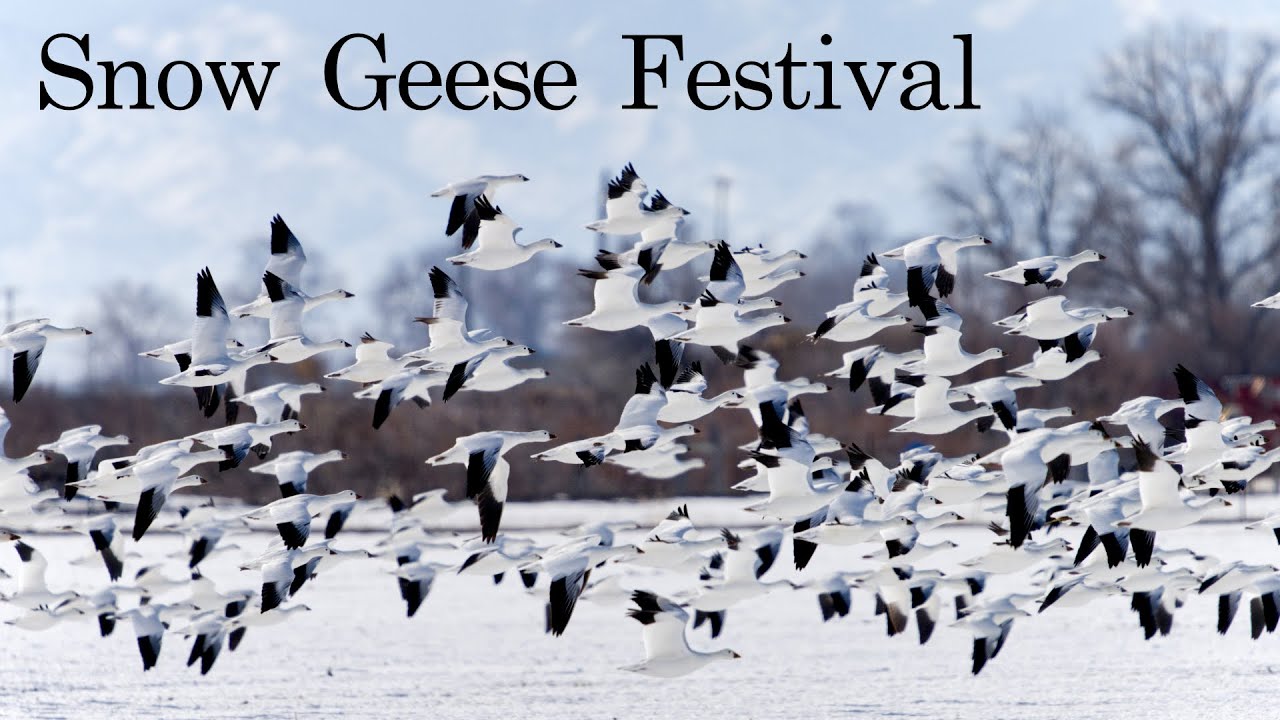 Snow Geese Delta Utah