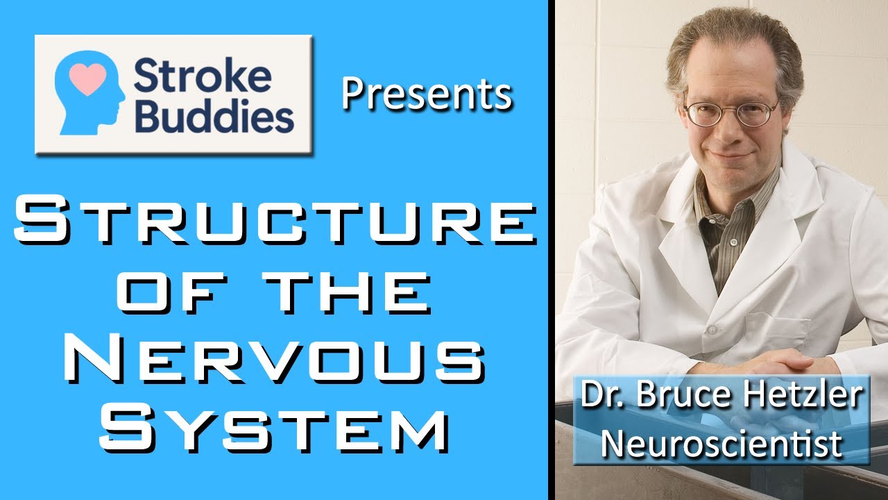 Structure of the Nervous System,