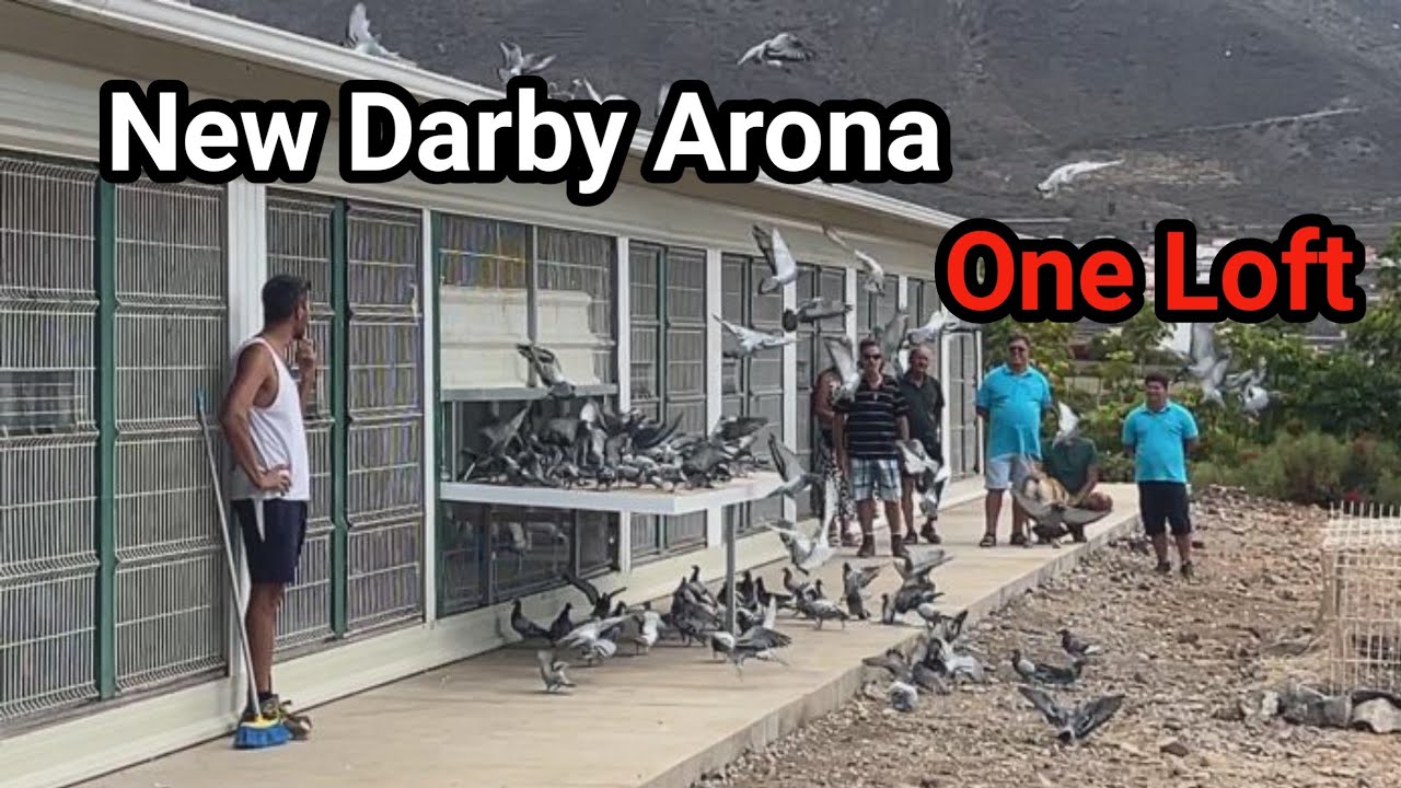 Derby Arona One Loft Race 2023 | Racing Pigeons