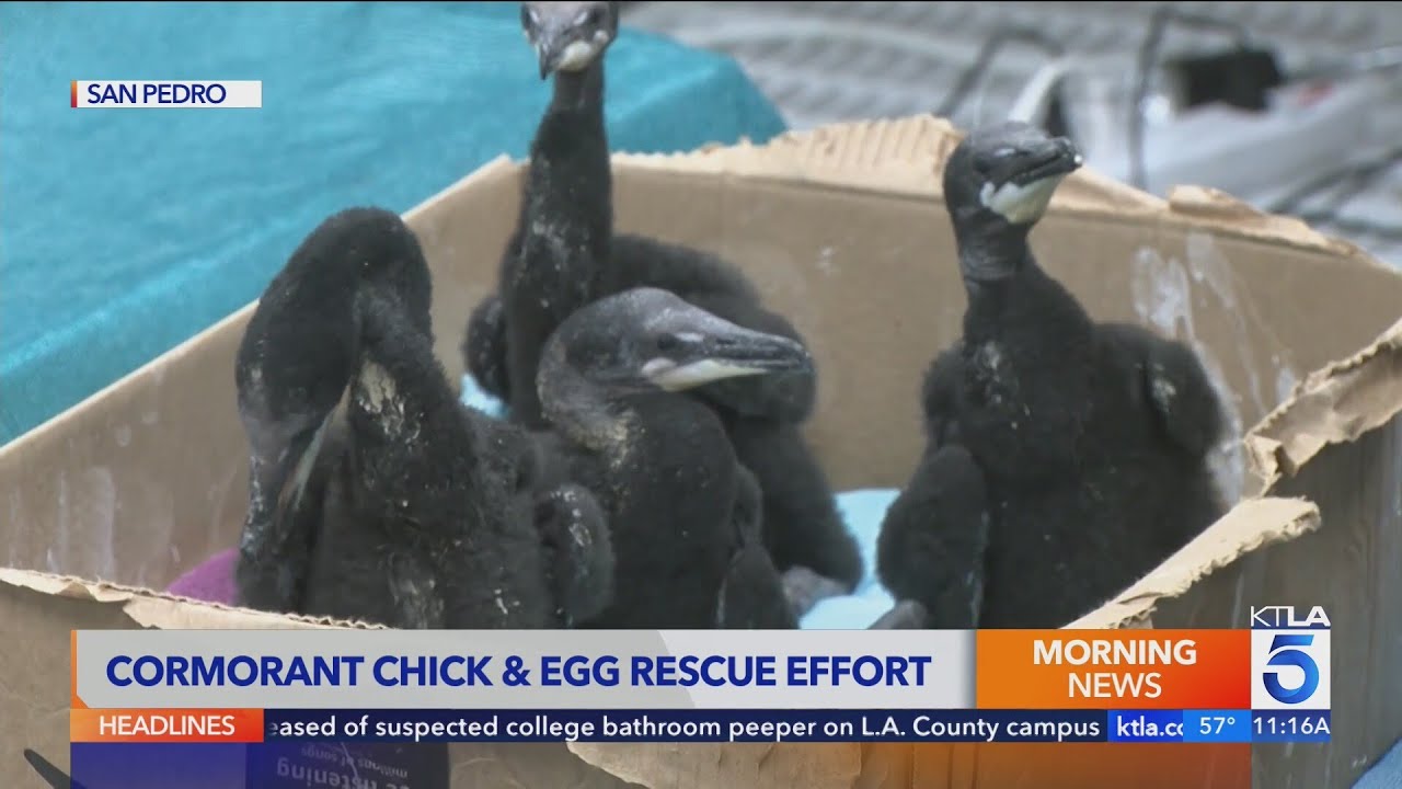 Dozens of chicks, eggs rescued from unstable tree in Marina del Rey