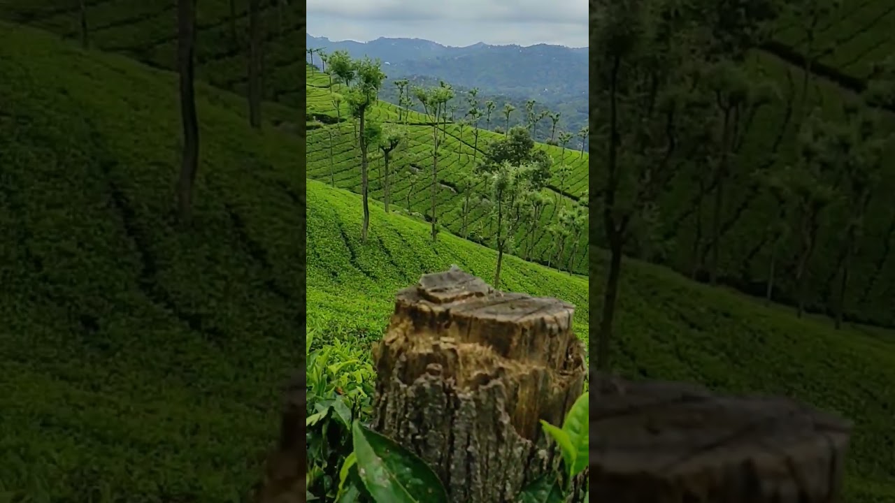 Tea Garden Coonoor | Ooty Tamil Nadu | Tea Factory ooty | #ooty #teagarden #tamilnadu #coonoor