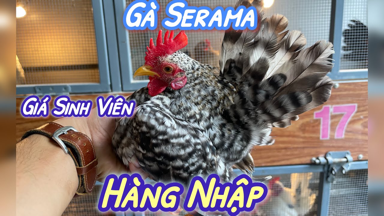 Hàng Mới Về-Gà SERAMA- Cung cấp Toàn Quốc