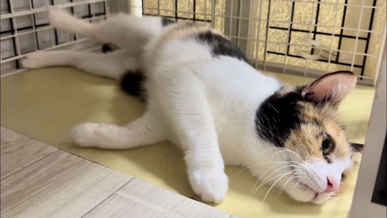 産後5週にして発情期を迎えたママ猫【ポノfam物語#35】Cat in heat at 5 weeks postpartum.