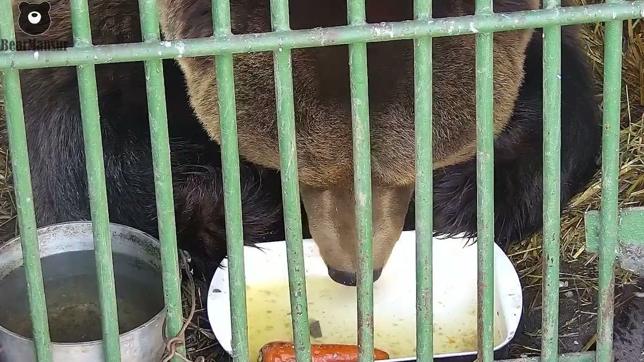 У Мансура хороший аппетит🐻Барин отобедал😊