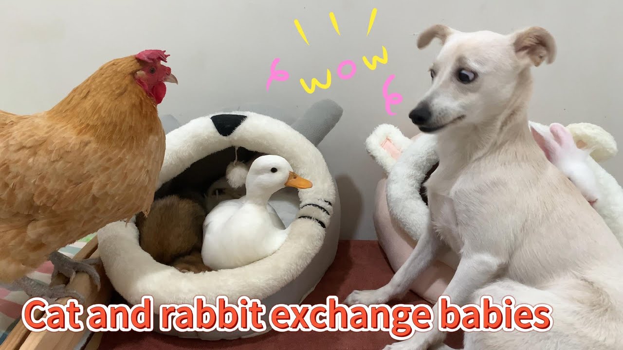 So funny! The cat and rabbit swapped care for their babies, leaving hen and puppy shocked. So cute!