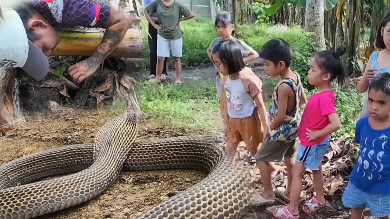 SARIWANG BAKAS NG JUNBO COBRA / ANTI VENUM MERON NA SA LAGUNA