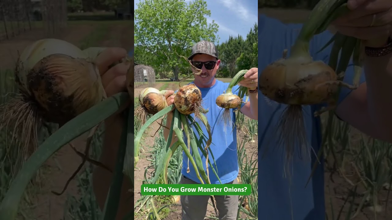 How to Grow Monster Onions! 🧅