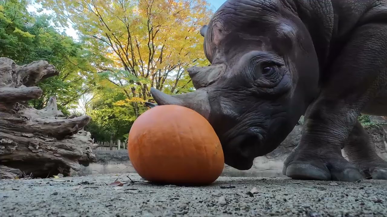 Adorable Zoo Animals Crunch Halloween Pumpkins