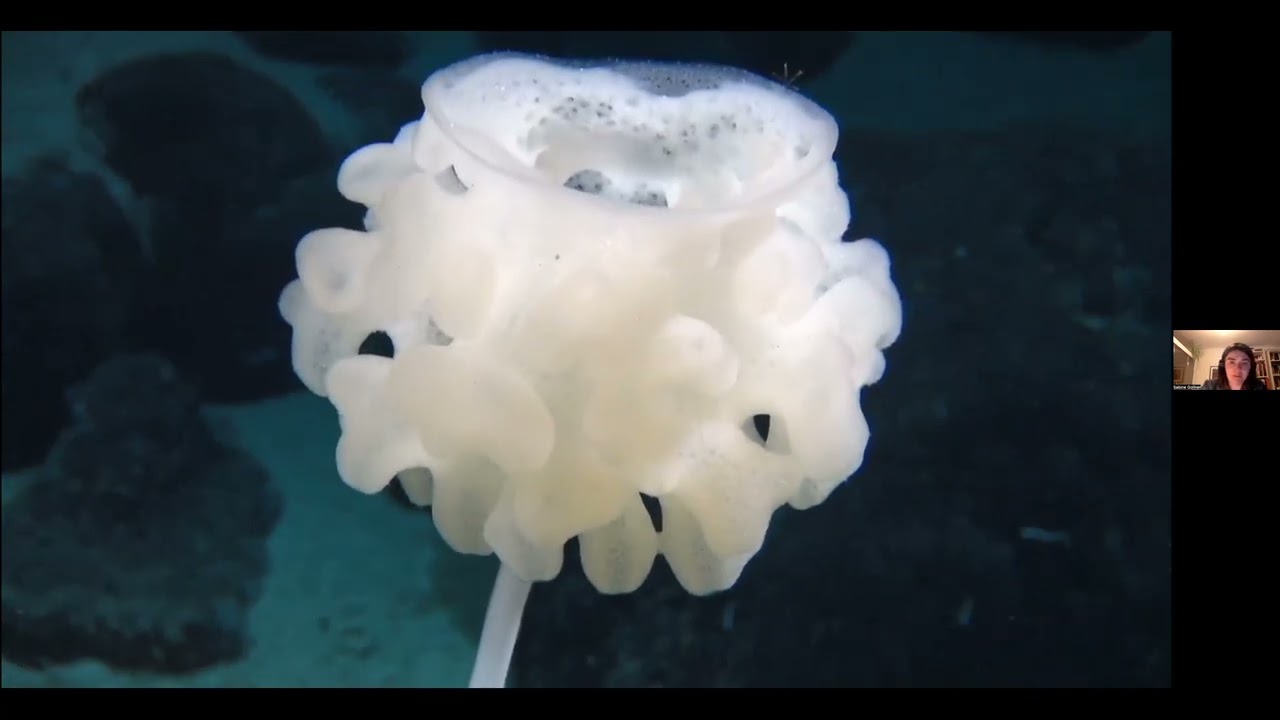 COBRA Webinar Series – Conservation and restoration at nodule fields and hydrothermal vents