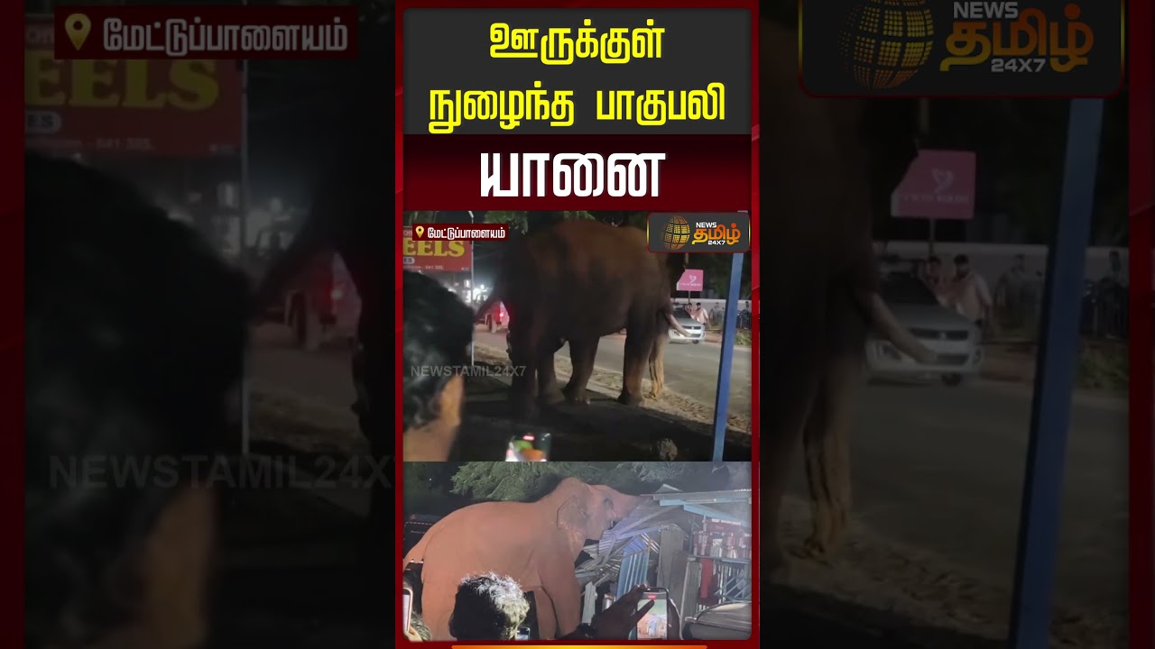 ஊருக்குள் நுழைந்த பாகுபலி யானை | Mettupalayam | Coimbatore | Elephant Entry