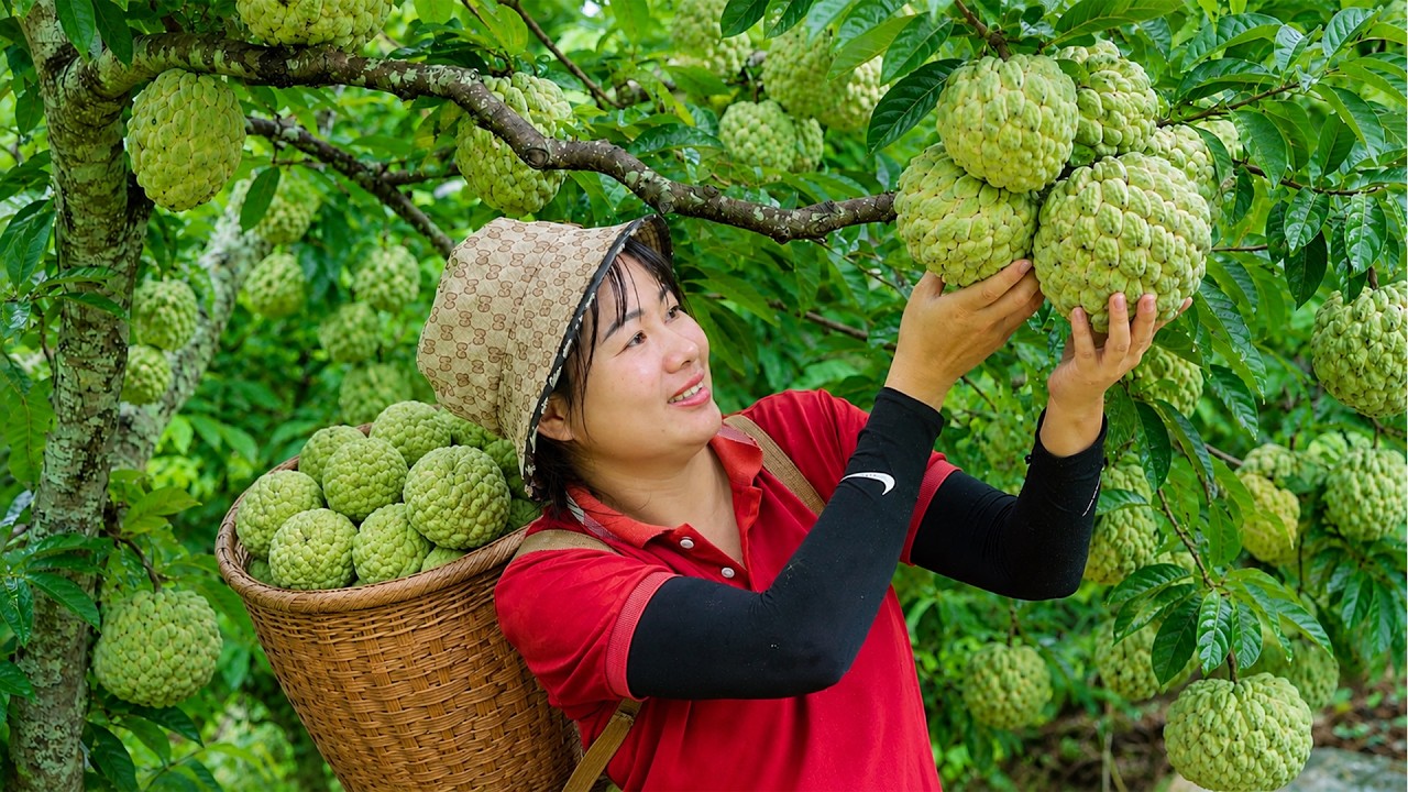How to Harvest Fresh Sugar Apples in a Peaceful Countryside Orchard