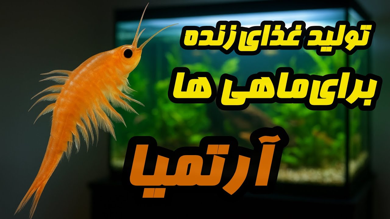 غذای زنده بی‌پایان! آموزش پرورش آرتمیا در خانه