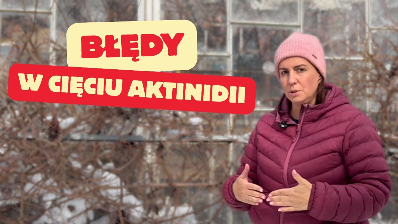 Cięcie mini kiwi. Zaniedbana aktinidia - jak ciąć?