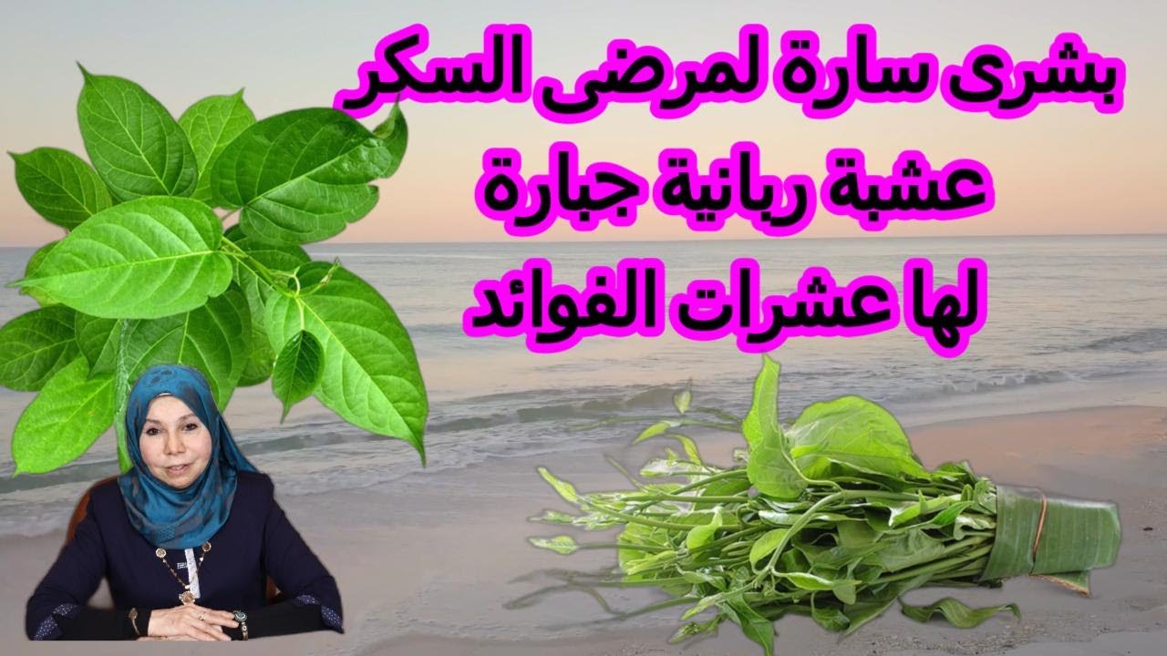 بشرى سارة لمرضى السكر عشبة ربانية جبارة لها عشرات الفوائد