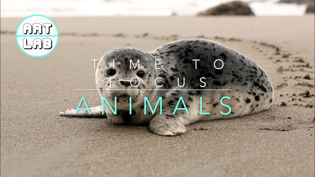 Focus Music - ANIMAL ADVENTURE - Relaxing music for the classroom to help you study and focus.