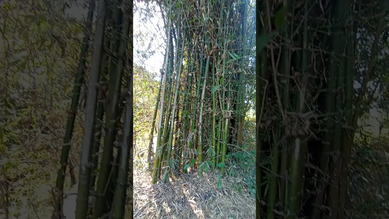 Jungli Bamboo # bahot kante hote hai isme #shortsvideo #viral
