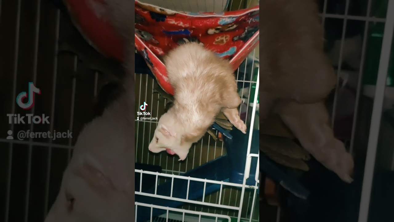 Ferret Jack holiday rec video new animals at home of TikTok Хорёк Джек в ТикТок у него отдых он поёт