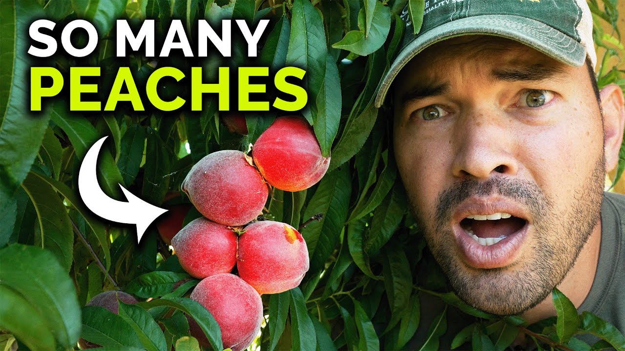 HUGE Stone Fruit Harvest & Tasting! 🍑