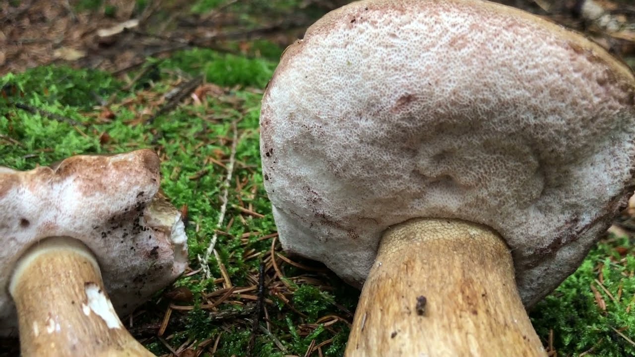 Goryczak ż&oacute;łciowy (Tylopilus felleus) - o szatanie sł&oacute;w parę;)