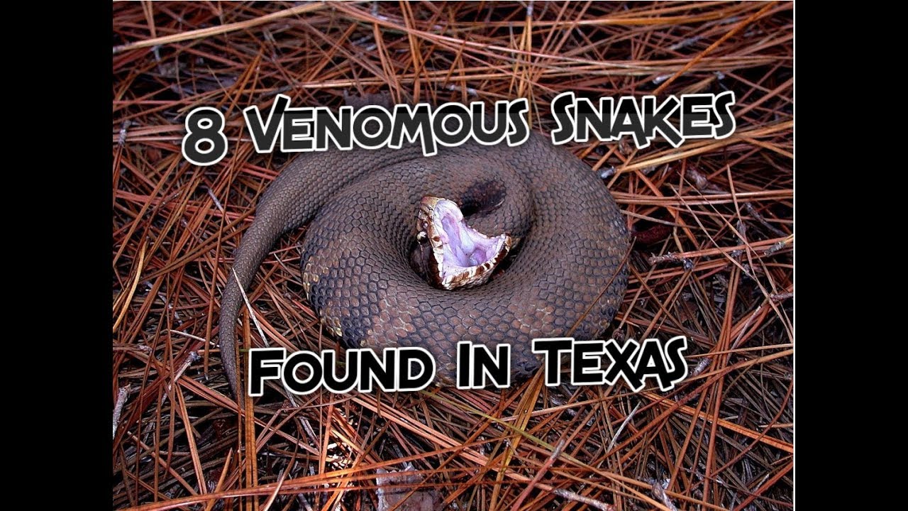8 Venomous Snakes Found In Texas