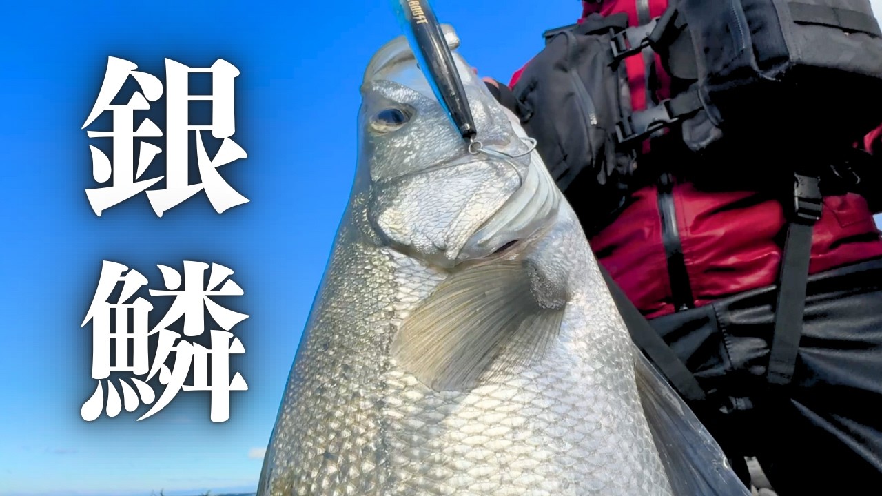 晴天に輝く荒磯の銀鱗、ゴロタ浜に潜むヒラスズキを求めて。【まさかの外道】