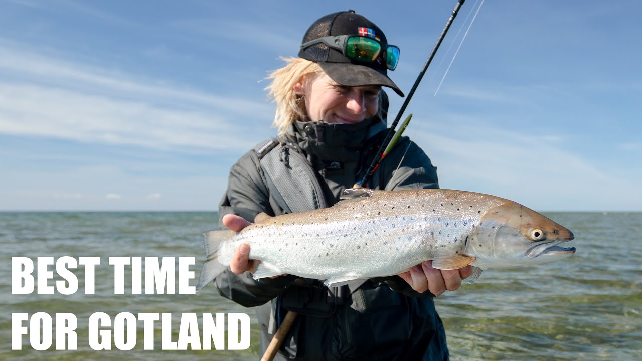 Best time for sea trout fishing on Gotland