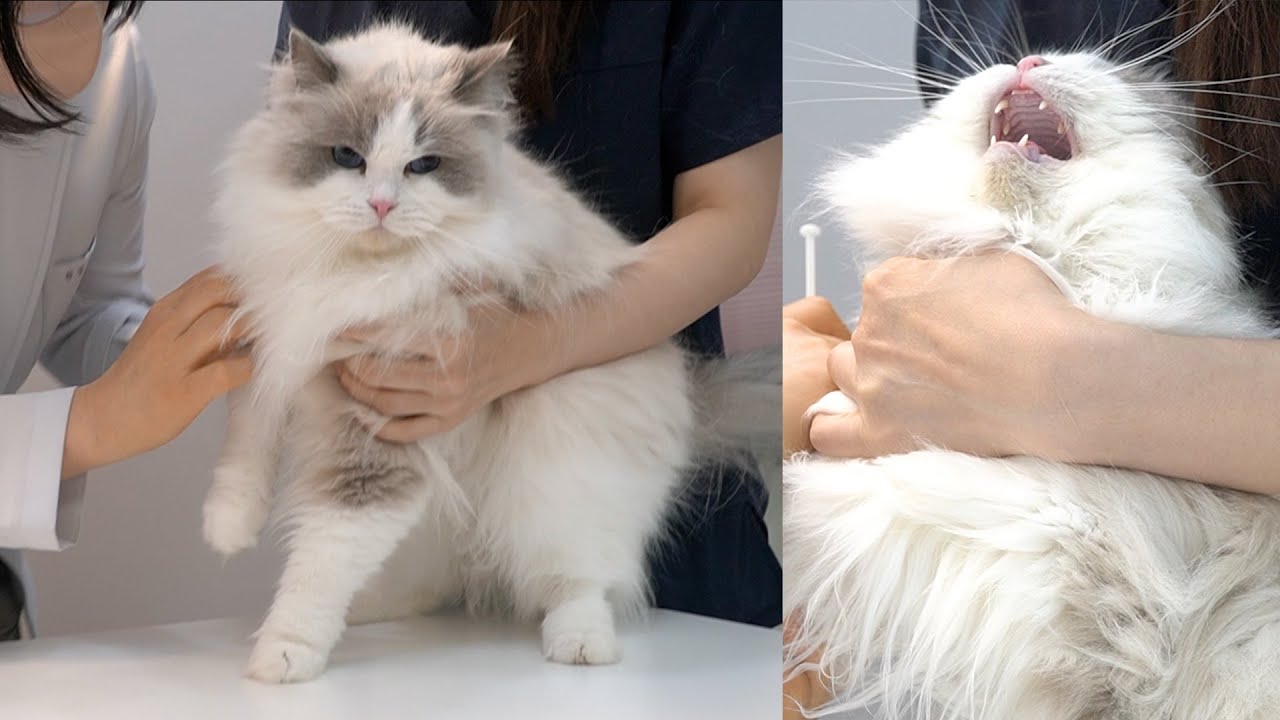 마농아 엄살 피우지마...