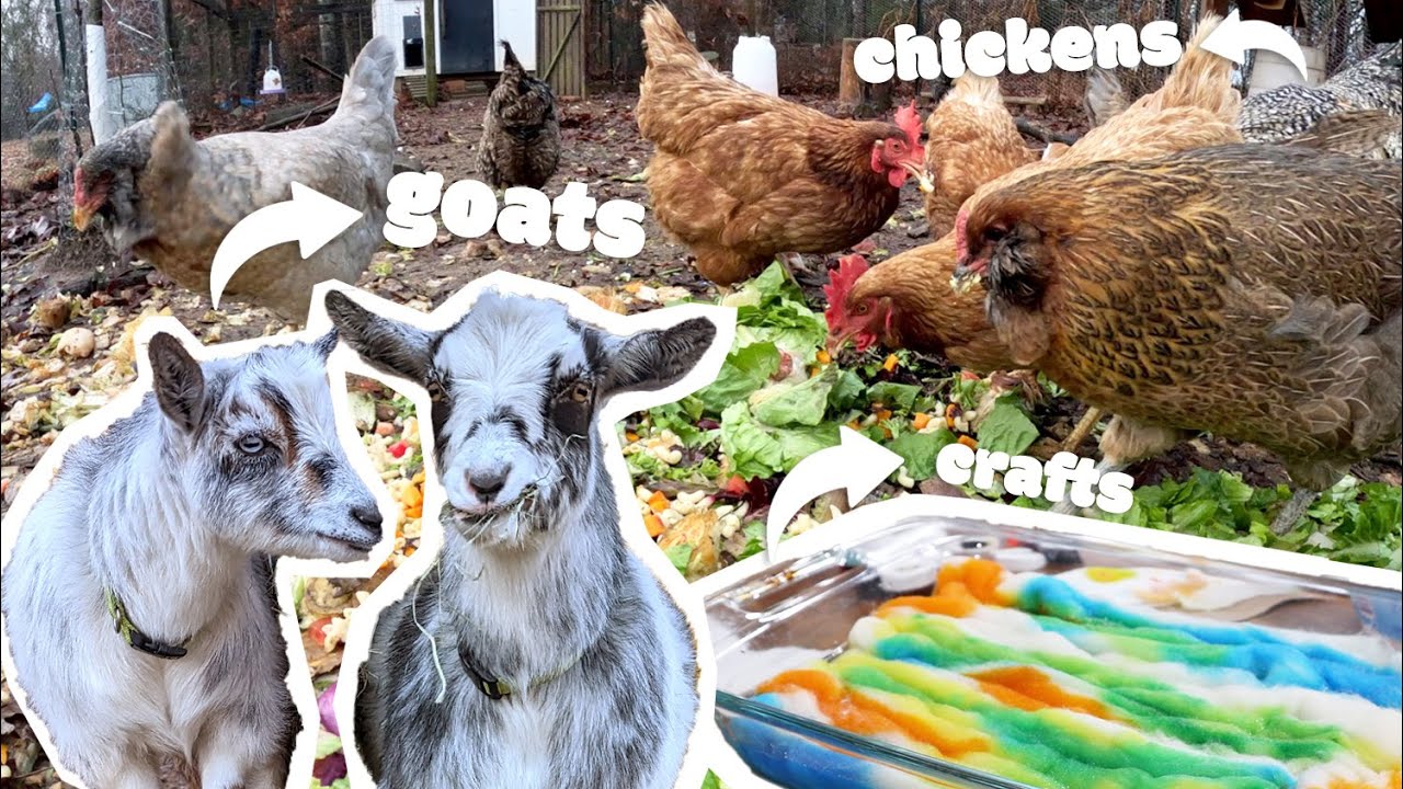 Morning on the homestead (goats, chickens, crafts) Day in the life VLOG