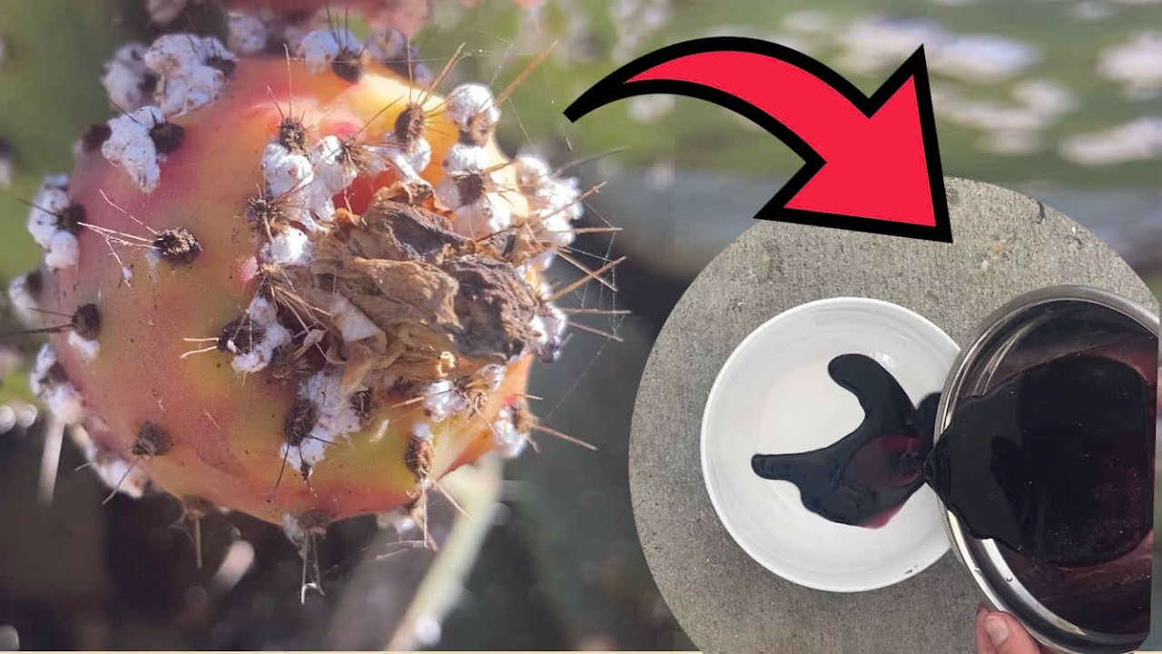How to extract dye from Cochineal bugs