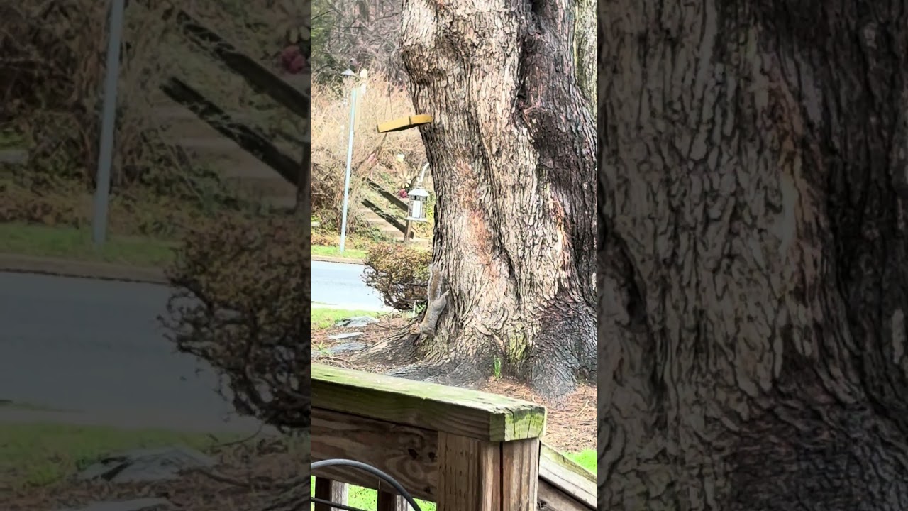 They always fightin 🥴#shorts #ytshorts #viralshort #nature #squirrel #wildlife 3/16/26
