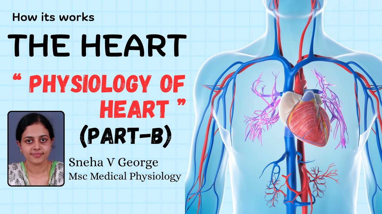 Physiology of HEART || By Sneha V George || PART - B