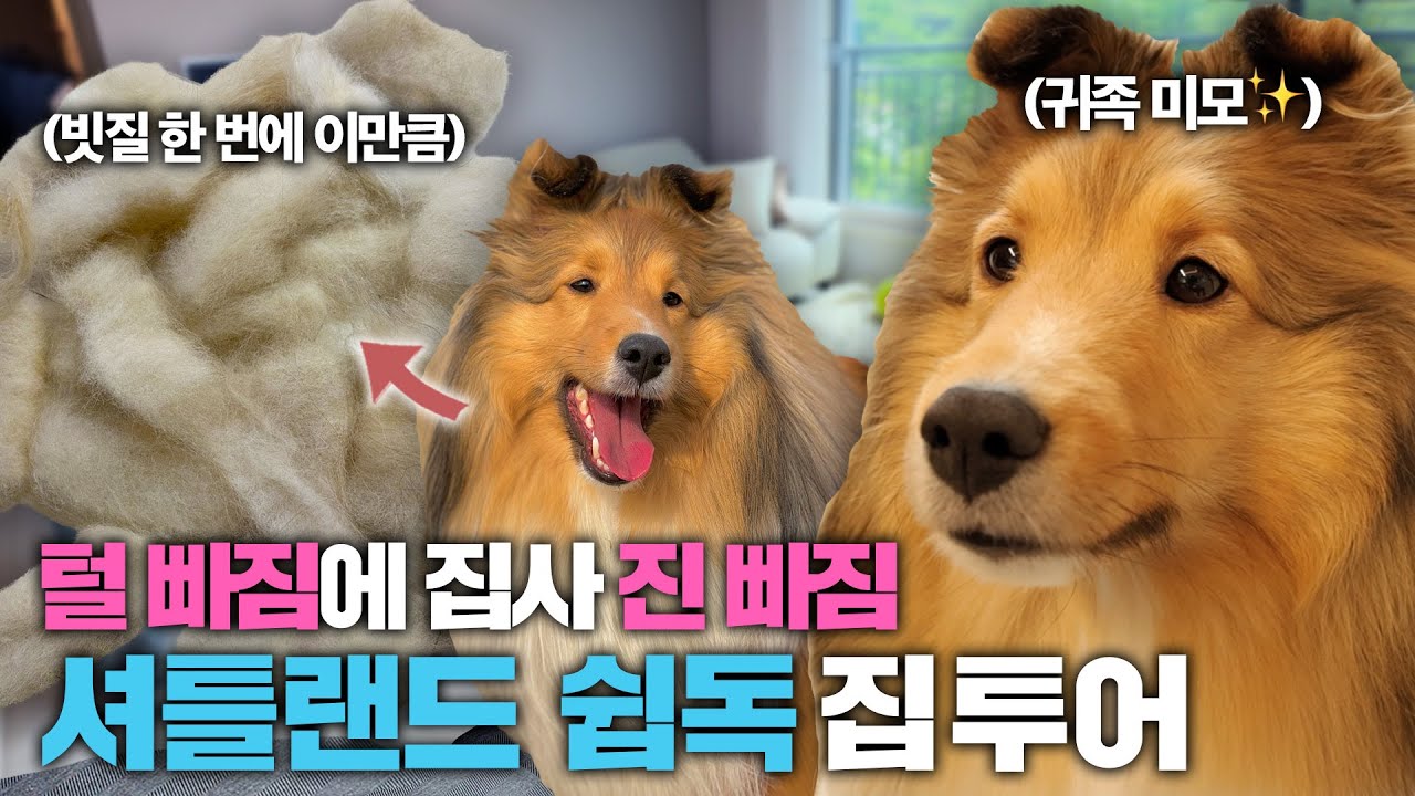 사모예드급으로 털 많이 빠지는 강아지🥹 털 관리의 A to Z!! (쉽독 전용 샴푸, 멀미 안나는 카시트, 부분미용 이발기)| 집사의 개꿀템EP08