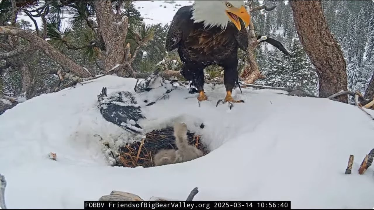 @FOBBVCAM A very difficult morning in Jackie and Shadow's nest