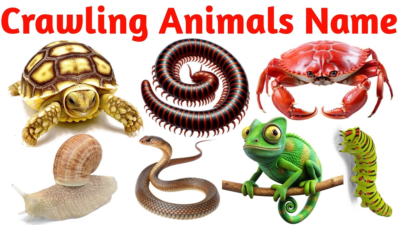 Crawling Animals Names in English | Insects, Reptiles, Bugs & Ground Creatures for Kids and Toddlers