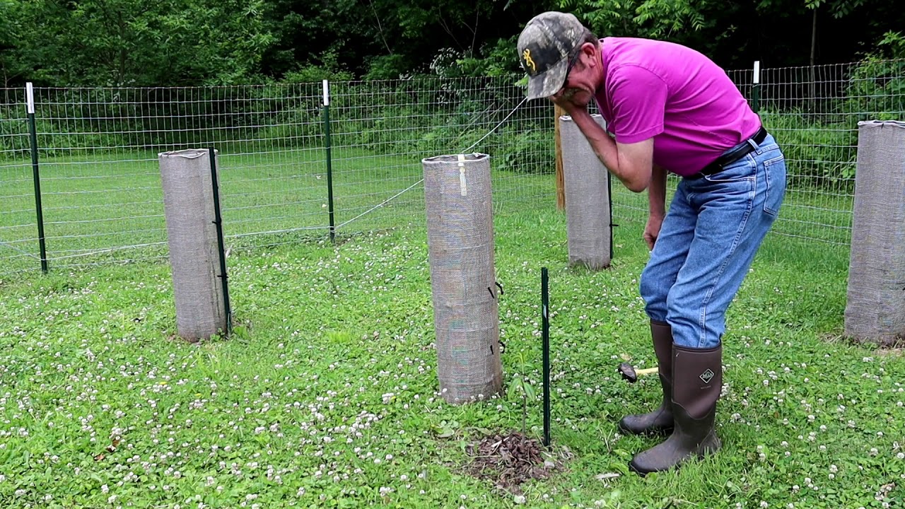 Pawpaws and cage protection