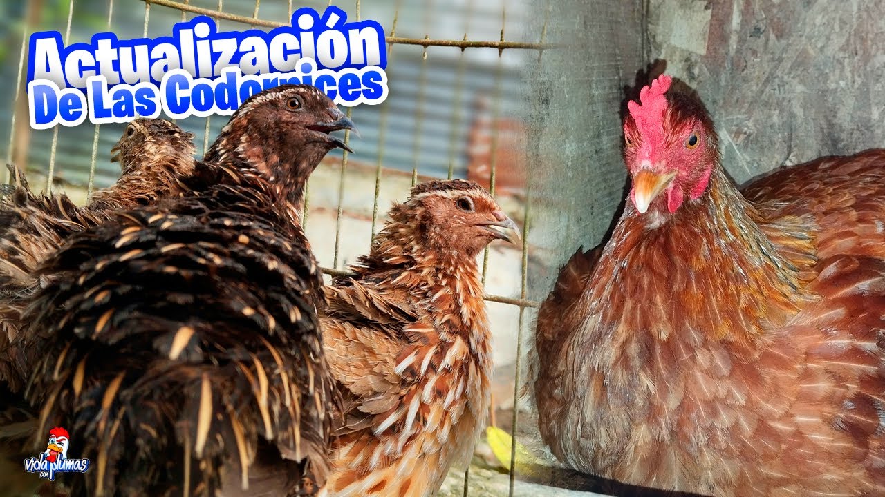 Actualización de las Codornices 😱 Limpieza | Se Encluecó una Gallina y Más